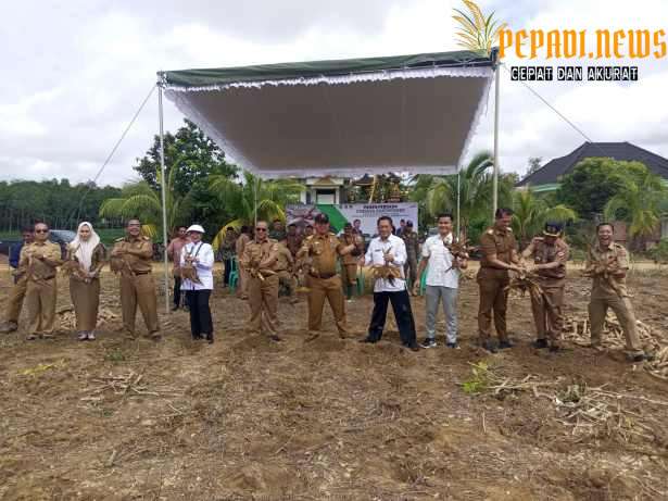 Meski Terdampak Elnino, Pemkab Mesuji Bersama PT. UJA Panen Perdana Singkong Program CSV