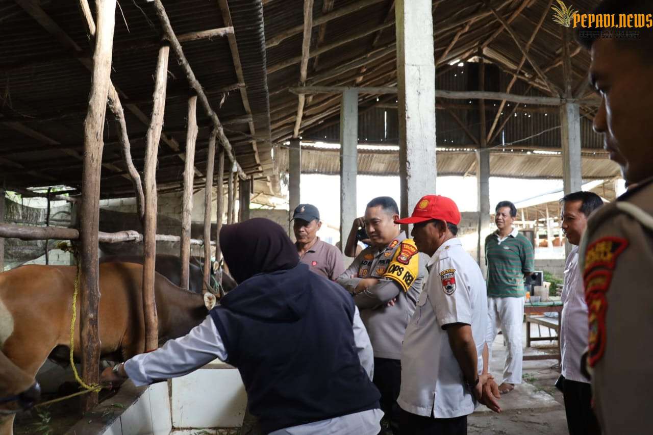 Menjelang Hari Raya Idul Adha 1445 H/2024, Kapolres Mesuji  Meninjau Kesiapan Hewan Qurban.